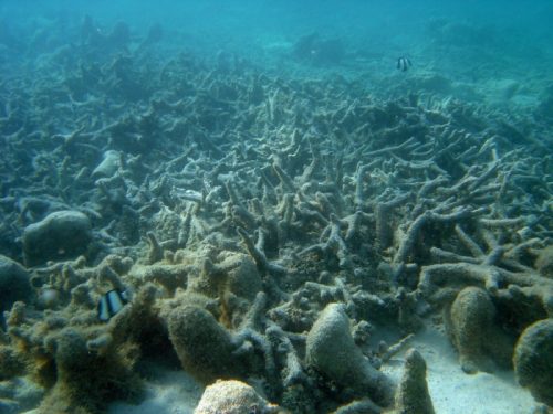 ‘Untested’ Seabed Carbon Storage Poses Huge Risk to Ocean Ecosystems