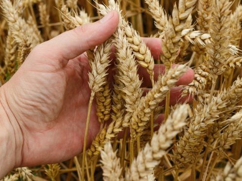 Canadian Farmers Await Fate of Bill C-234 Amid Carbon Tax Strife