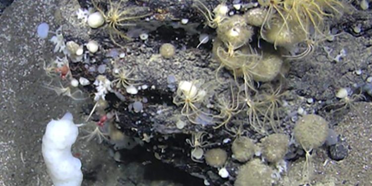 Norway Defies Scientific Warnings With Seabed Mining First