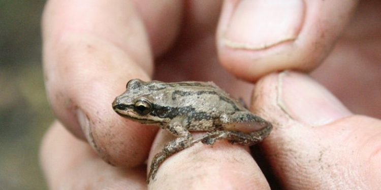 Tiny Amphibian May Stall Ontario’s $8B Plan for Highway 413