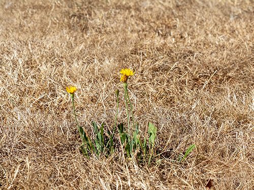 Alberta Water Agency Cuts Access for Fracking as Prairie Drought Continues