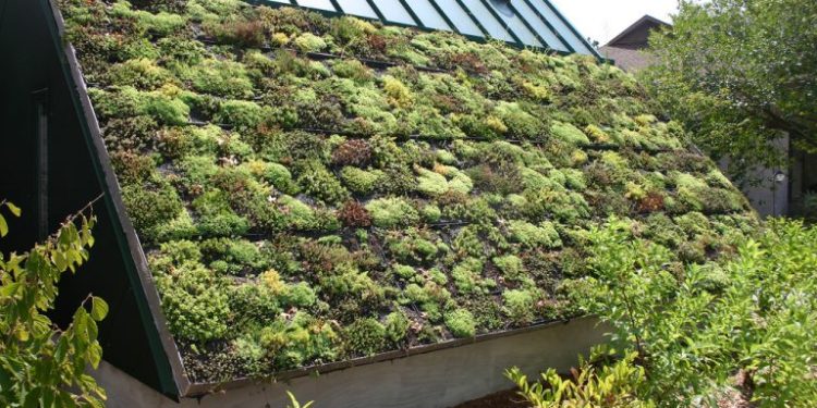 Green Roofs Deliver Critical Protection From ‘Severe Urban Heating’