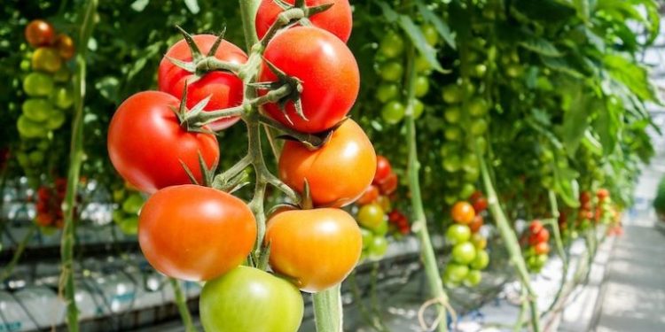 Urban Farming Shows Higher Carbon Footprint than Conventional Agriculture