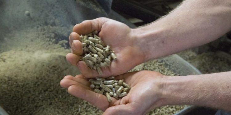 Canada’s Wood Biomass Expansion Raises Environmental Flags