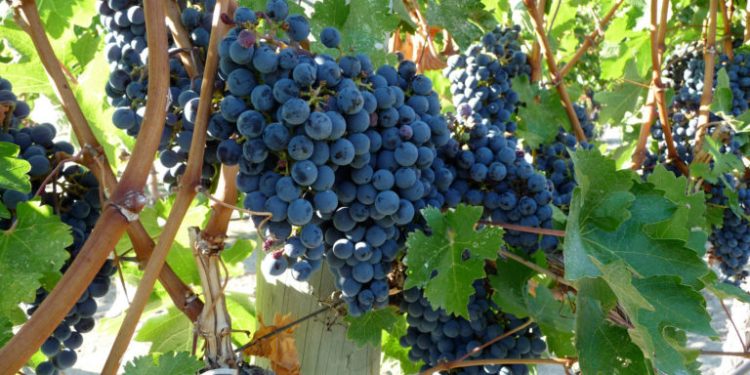 B.C. Wineries, Tourism Face ‘Rubik’s Cube’ of Change after Years of Climate Losses