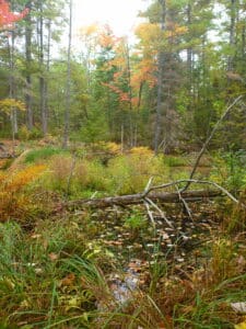 Stop mischaracterizing wood from primary forests as a pathway toward “netzero” carbon emissions