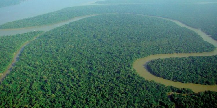 Shifting Diets Off Meat Could Cut Brazil’s Emissions with Small Economic Impact: Study