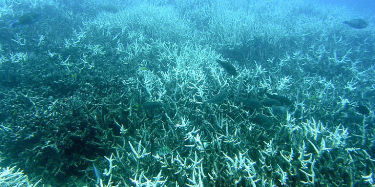 Fossil Fuels Blamed for ‘Colossal Tragedy’ as Coral Reefs Enter 4th Global Bleaching