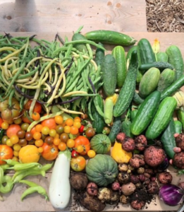 Collective Gardens, Wildfire Smoke, Feeding a Community, and Making Friends