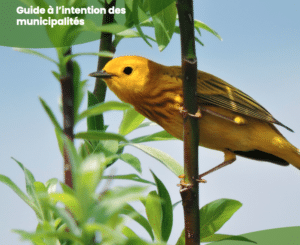 How to protect birds? A Guide for Municipalities, 1st Edition, March 2024