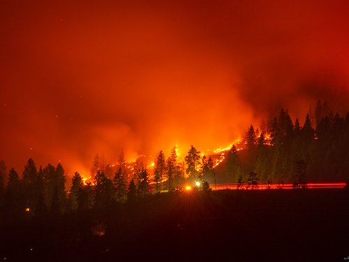 #TBT: 13 Canadian Fossils Linked to Massive Losses in Western Wildfires