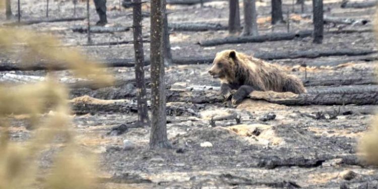 Jasper Wildfire to Burn for Months as Mayor Voices ‘Shared Heartbreak’