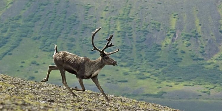 Wind Developer, Conservationists Weigh Wind Farm Impact on Endangered Quebec Caribou