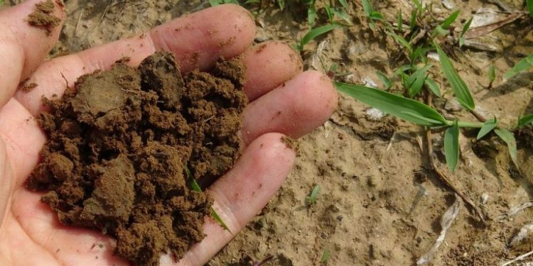 Bacteria-Powered Batteries Help Farmers Collect Data, Improve Efficiency and Yields