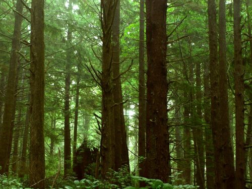 SBTi Declares Carbon Credits ‘Ineffective’ in Sweeping Review