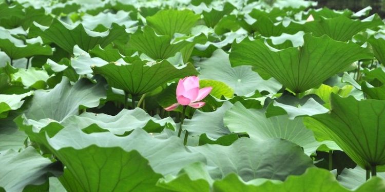Scientists Generate Electricity from Lotus Leaves