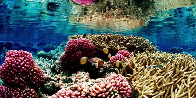 Fourth Mass Coral Briefing Prompts Emergency Debate at COP16 Biodiversity Summit