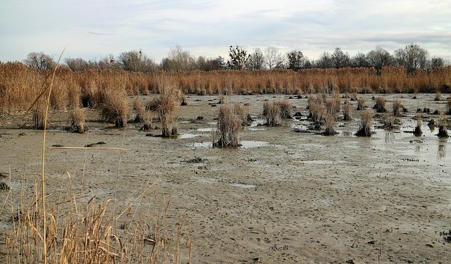 Atmospheric Methane Spike Caused by Microbes, Not Directly by Fossil Fuel Emissions, Researchers Find
