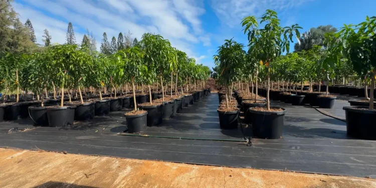 What It Takes To Regrow a Community After Wildfire