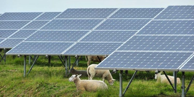 ‘Farming Sunshine’ Brings Food, Power Producers Together for Local Baaa-nefit