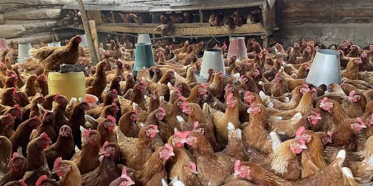 What Climate Change Means for Bird Flu—And the Soaring Price of Eggs