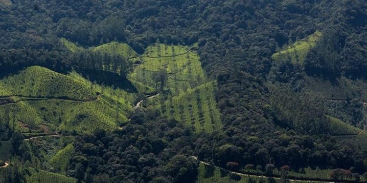 Reforestation’s Climate Promise Plummets Under Scrutiny