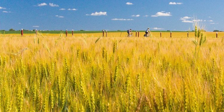 Global Food Security at Risk As Farmers Face Adaptation Limits: Study