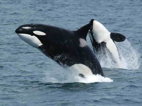 ‘Urgent Need for More Robust Actions’ to Save Endangered Orcas Off B.C. Coast