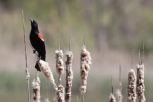 Bill 5, Dangerous Deregulation, Nature and National Identity