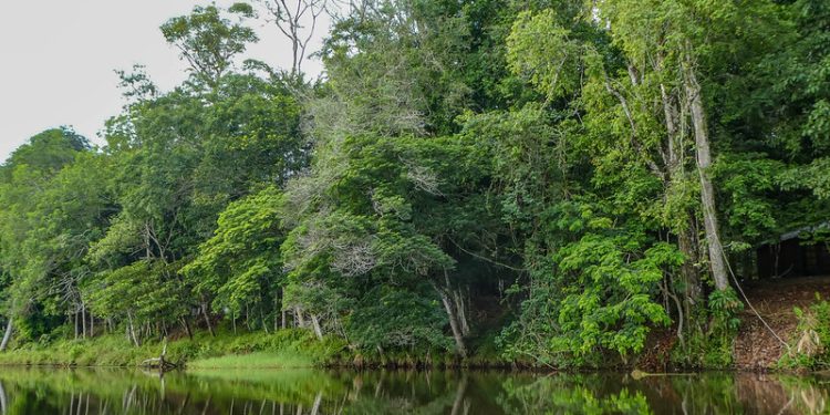 Suriname Pledges to Shield 90% of Forests, Far Beyond Global Conservation Goal