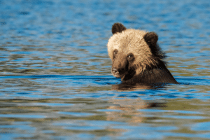 The Rights of Water