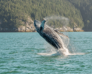 British Columbia Species at Risk PLUS Pipeline to the West Coast Conversation
