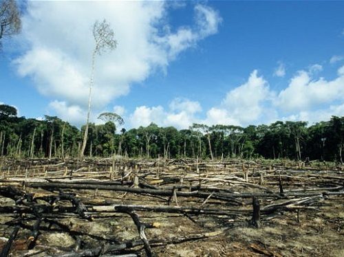 Deforestation Rate Has Slowed, UN Says, But Not Enough to Meet Targets