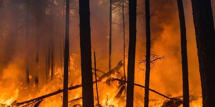Coalition Urges Canada to Act as ‘Wild Conspiracy Theories’ Impede Disaster Response