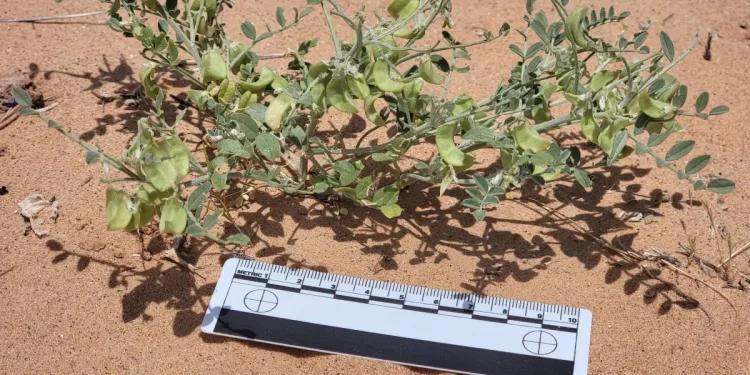 Solar Farms Can Be Havens for Rare Plants. Just Ask the Threecorner Milkvetch.