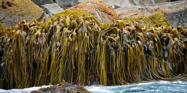 Planes and Ships Could Run on Kelp Someday, But Hurdles Persist