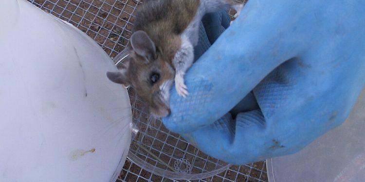 How Climate Change Could Help Hantavirus Find More Hosts