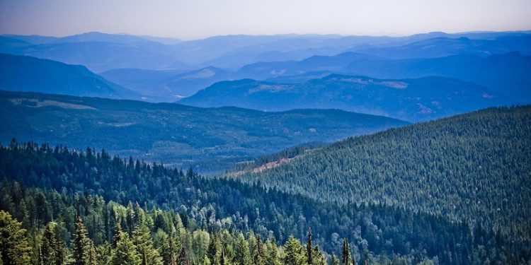 Canada’s Biggest Sustainable Forest Label Has a Clear-Cutting Problem