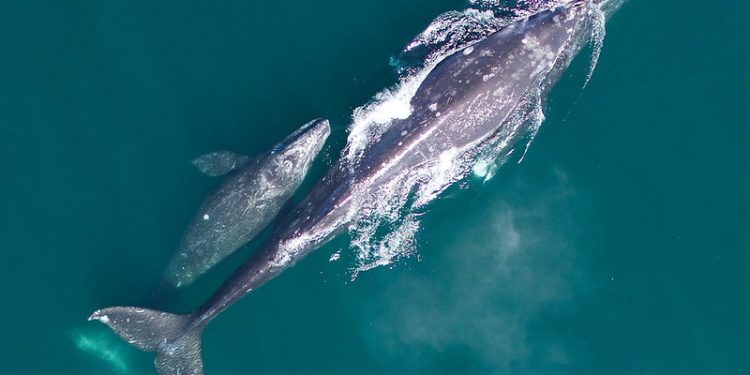 Offshore Oil and Gas Rush Threatens Whale Corridors and Coral Reefs