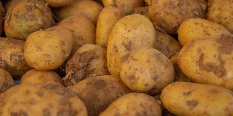 In New Attack on Solar, U.S. Lawmakers Spread Myths About Potato Farms