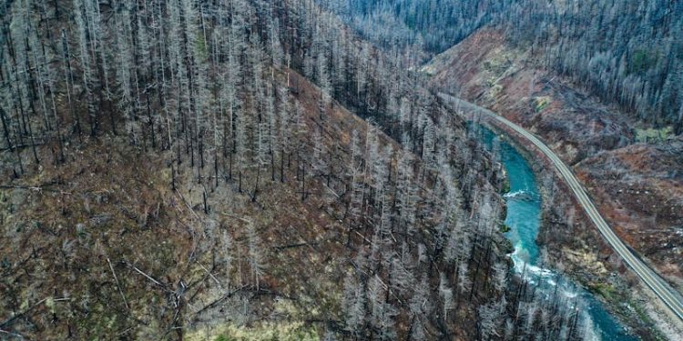 After the Flames, Wildfires Pollute Drinking Water for Years