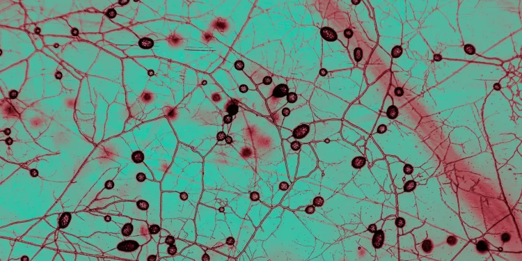Unfathomably Huge Fungal Network Keeps Earth Cool and Green