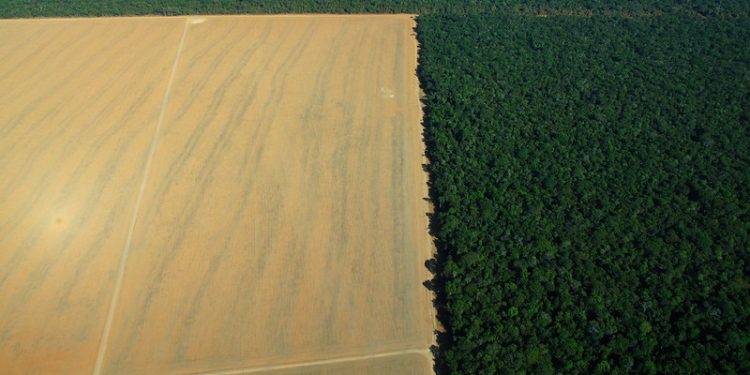 Can Brazil Save Its Carbon Markets?