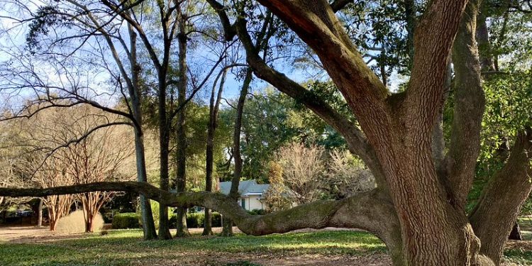 Urban Trees Aren’t Just Nice, Scientists Say—They’re Mandatory
