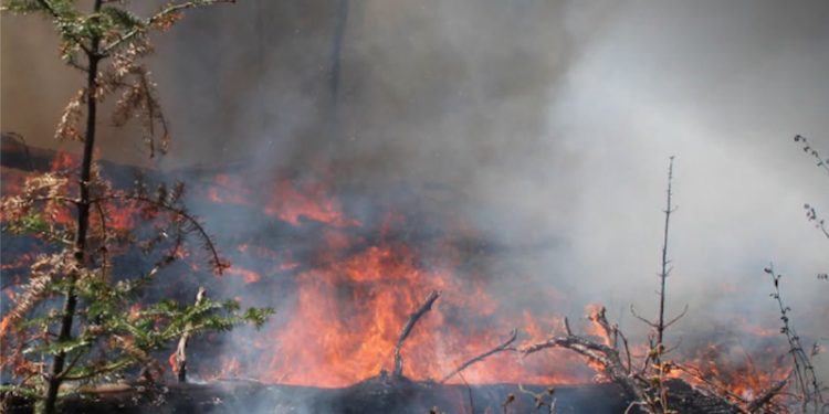 Wildfire Season Bursts Open as First Nations Face Infernos, Firefighters Battle Misinformation