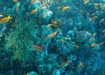 Canada Silent as Trump-Backed Deep-Sea Mining Threatens a ‘Vital Climate Buffer’