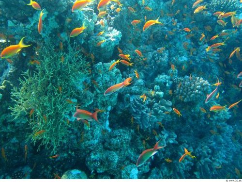 Canada Silent as Trump-Backed Deep-Sea Mining Threatens a ‘Vital Climate Buffer’